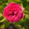 Rosal 'Falstaff'