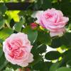 Rosal 'St. Swithun'