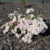 Azalea japonesa blanca