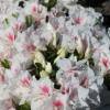 Azalea japonesa blanca