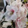 Azalea japonesa blanca