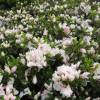 Azalea japonesa blanca