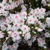 Azalea japonesa blanca