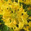 Azalea mollis 'Gold Topas'