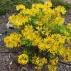 Azalea mollis 'Gold Topas'