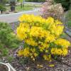 Azalea mollis 'Gold Topas'