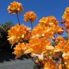 Azalea mollis 'Golden Flare'