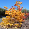 Azalea mollis 'Golden Flare'