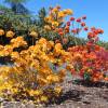 Azalea mollis 'Golden Flare'