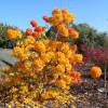 Azalea mollis 'Golden Flare'