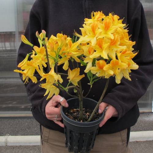 Azalea mollis 'Golden Flare' : venta Azalea mollis 'Golden Flare' / Azalea  mollis Golden Flare