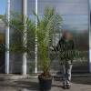 Palmera Canaria