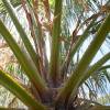 Palmera mexicana