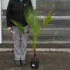 Palmera mexicana