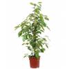 Ficus 'Golden King'