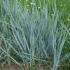 Elymus