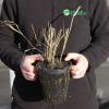 Hakonechloa macra