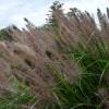 Pennisetum alopecuroides