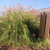 Pennisetum alopecuroides