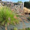 Pennisetum alopecuroides