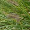 Pennisetum alopecuroides