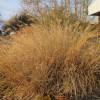 Pennisetum alopecuroides