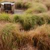 Stipa arundinacea