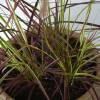 Pennisetum alopecuroides 'Fireworks'