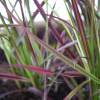 Pennisetum alopecuroides 'Fireworks'