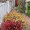 Pennisetum alopecuroides 'Fireworks'