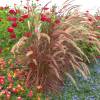 Pennisetum alopecuroides 'Fireworks'