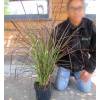 Pennisetum alopecuroides 'Fireworks'