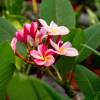 Frangipani rosado