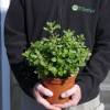 Salvia de Graham