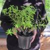 Verbena de Indias