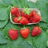 Fresas 'Cijosee'