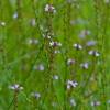 Verbena oficinal