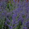 Salvia rusa 'Blue spire'