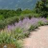 Salvia rusa 'Blue spire'