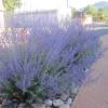 Salvia rusa 'Blue spire'