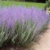 Salvia rusa 'Blue spire'