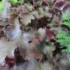 Heuchera 'Black beauty'