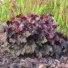 Heuchera 'Midnight rose'