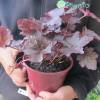 Heuchera 'Midnight rose'