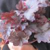 Heuchera 'Midnight rose'