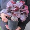 Heuchera 'Plum royale'