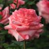 Rosal 'Arthur Rimbaud'