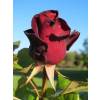 Rosal 'Black Baccara'