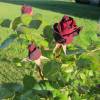 Rosal 'Black Baccara'