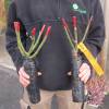 Rosal 'Black Baccara'